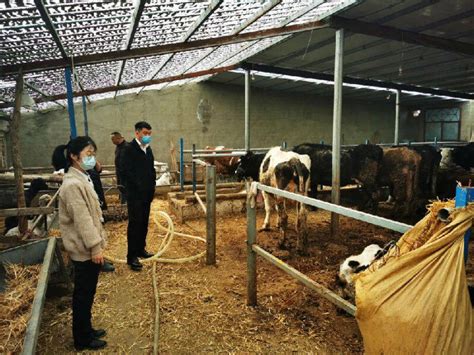 新疆霍城农商银行“护航”养殖产业发展_县域经济网