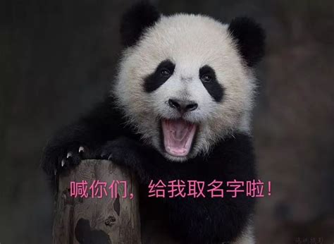 熊猫霸气名字大全,熊猫人霸气的名字,熊猫创意昵称(第2页)_大山谷图库