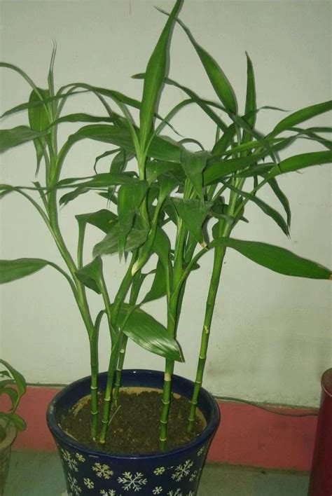 水养富贵竹如何施肥？每月一次“营养液”，长得枝叶繁茂|富贵竹|水培|施肥_新浪新闻