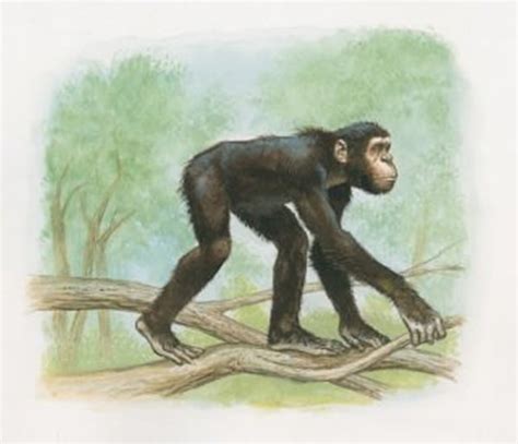 猿和人最后的共同祖先？德国出土1200万年前古猿化石_凤凰网