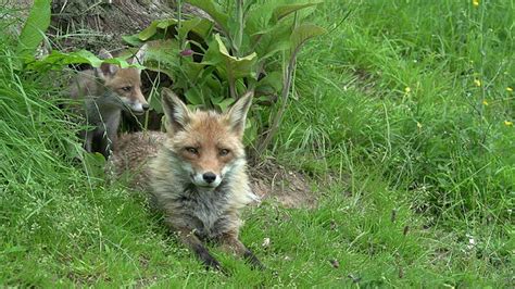 红狐狸，雌狐，母狐和幼崽站在洞穴入口，诺曼底，实时报道视频素材_ID:VCG42551784447-VCG.COM