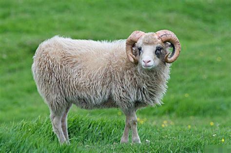 生肖属羊今年多大了-专题