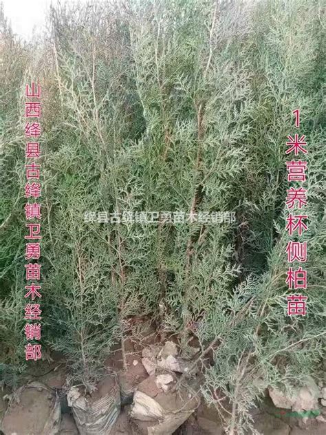 侧柏的养殖方法和注意事项-种植技术-中国花木网