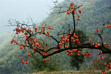 结满果实的柿子树高清图片下载_红动中国
