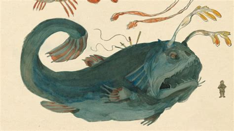 【神秘动物学】五行星座鱼（Five-lined constellationfish） - 知乎