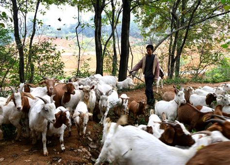 山羊放养牧羊,家禽家畜,动物摄影,摄影,汇图网www.huitu.com