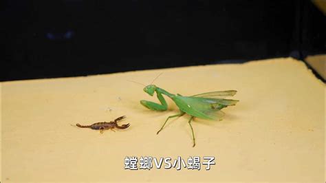 昆虫大作战，螳螂VS小蝎子，结果无悬念_腾讯视频