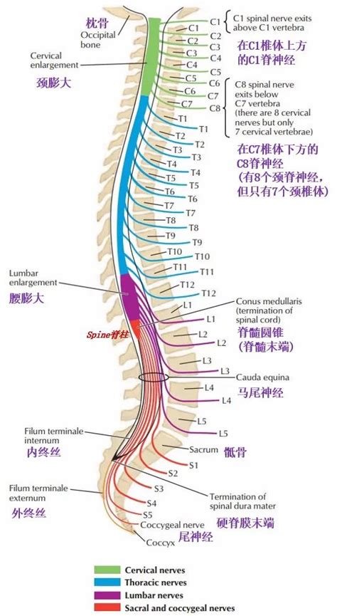 脊神经分布图图片