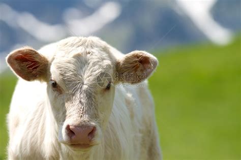 站在草地里的农民和奶牛高清图片下载-正版图片502031247-摄图网