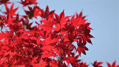 秋天公园里有红叶的树高清图片下载-正版图片507446707-摄图网