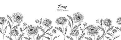 flor de peonía y hoja dibujada a mano ilustración botánica con arte ...