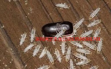 杭州灭白蚁公司4种简单有效的白蚁防治方法_嘉洁森环境