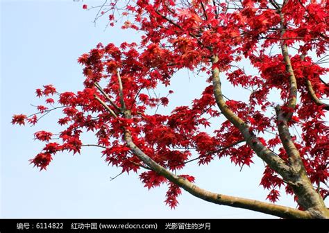 枫树高清图片下载_红动中国