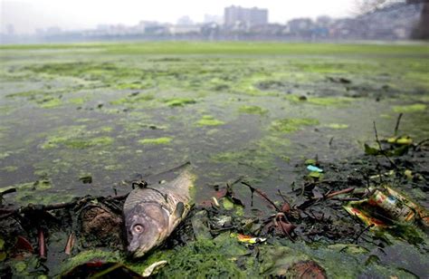 那些震撼人心的水污染画面_武汉时政图片_新闻中心_长江网_cjn.cn