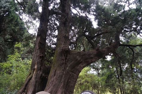 阿斗Adu图片