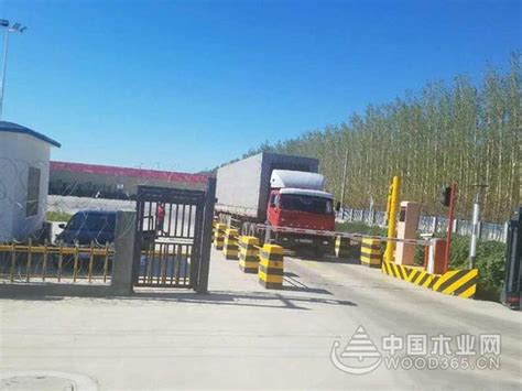 新疆吉木乃口岸首次批量进口木材 交易金额达61万元-木业网