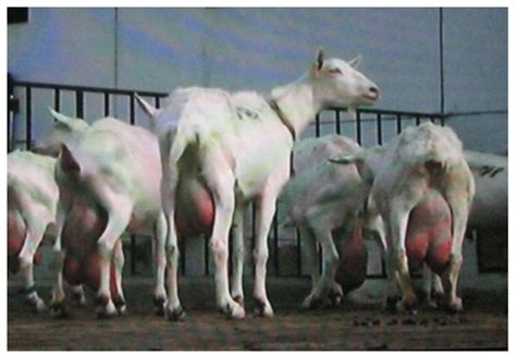 促使奶山羊乳房发育的饲养方法_养殖助手_农民互联网
