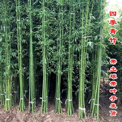 吉祥竹图片