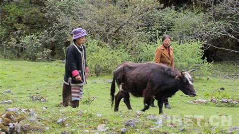 时代楷模：长年牧守边疆的卓嘎、央宗姐妹_西藏自治区民族事务委员会
