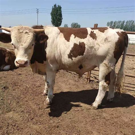 贵州小牛犊价格肉牛养殖门塔尔牛价格买肉牛到养殖场-阿里巴巴