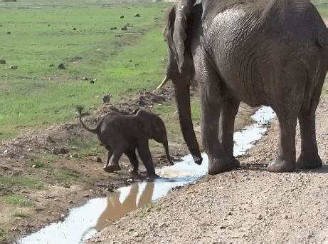 遇到水沟小象不敢过，大象耐心指导：等你长大后就啥河都能跨过啦