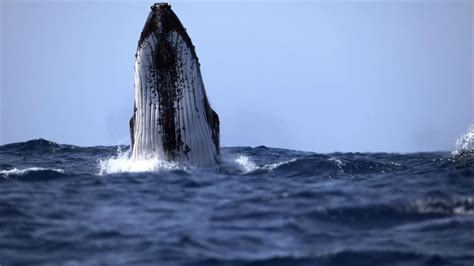 澳大利亚女子体验与鲸同游 却被一尾巴拍断多根肋骨 座头鲸的体重可达