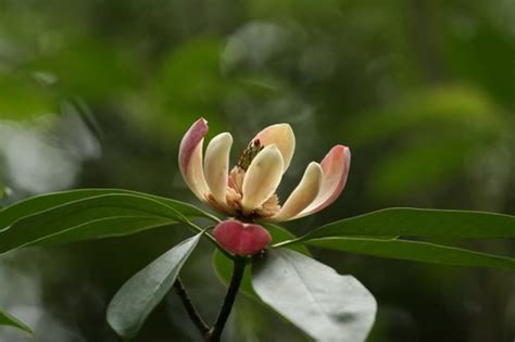 红花木莲-常见园林植物-图片