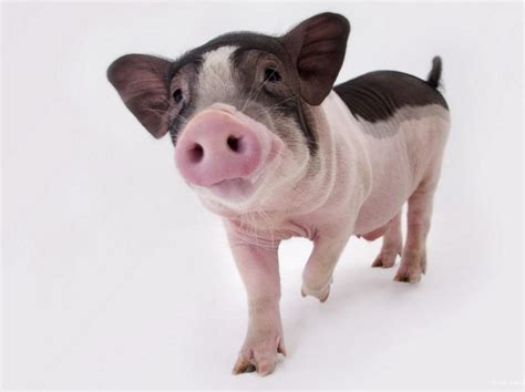 探访人工智能养猪场：猪脸识别有什么用？AI养猪划算吗？_手机新浪网