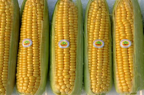 甜玉米-超大现代农业集团