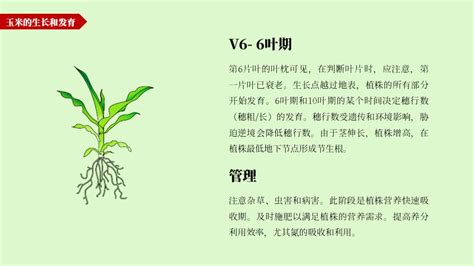 玉米生长过程图片