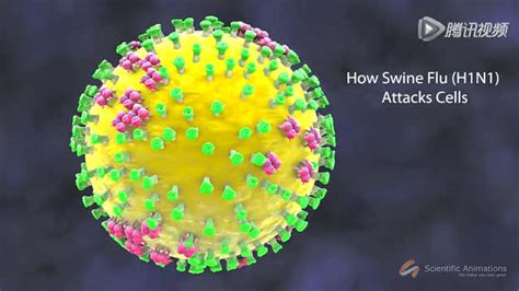 流感病毒和冠状病毒的细胞表面结合与内化