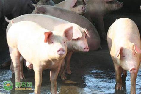 香猪养殖前景和利润，附养殖注意事项 - 农敢网