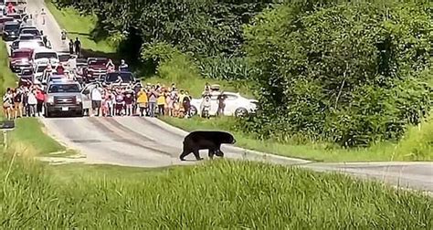 最努力单身熊！为脱单徒步650公里：十几万网友为它保驾护航-黑熊,配偶,徒步 ——快科技(驱动之家旗下媒体)--科技改变未来