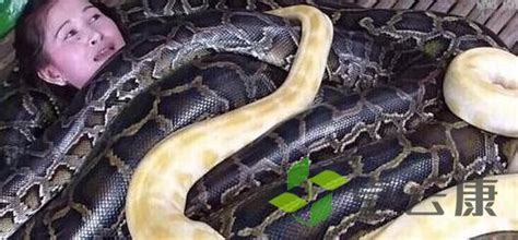中国北方最大的蛇有多大？ - 知乎