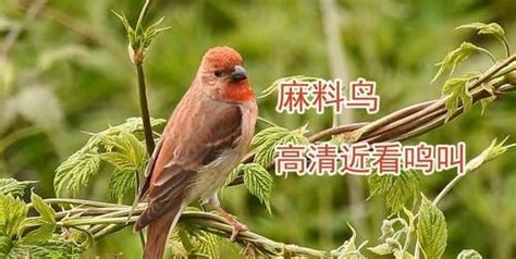 麻料鸟学名是什么,朱雀和麻料是一种鸟 - 品尚生活网
