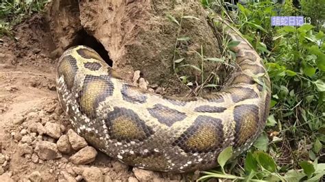 母女俩在路边发现一条200公斤的巨蛇 - 蟒蛇科普