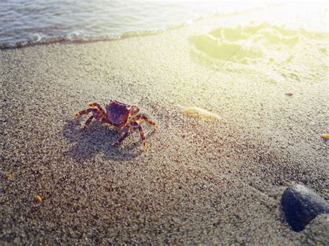 螃蟹在靠近水的海滩上散步高清图片下载-正版图片505337303-摄图网