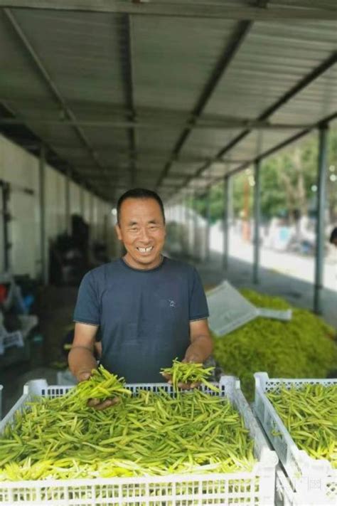 大同黄花品牌战略规划-经典案例-农业品牌_芒种品牌-浙江芒种品牌管理有限公司