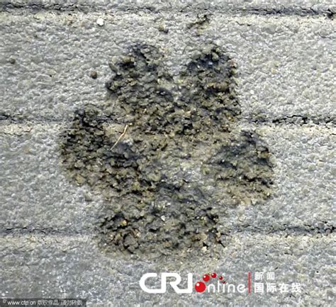 江西九江一新修水泥路上出现大型猫科动物脚印 - 神秘的地球 科学|自然|地理|探索