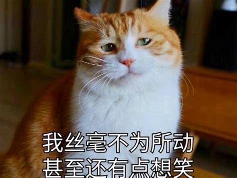 🌈假如猫从世界上消失了，超好看，从这一部粉上佐藤健_腾讯视频