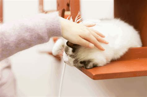 为什么长时间抚摸猫，它会突然抓你或咬一下你？