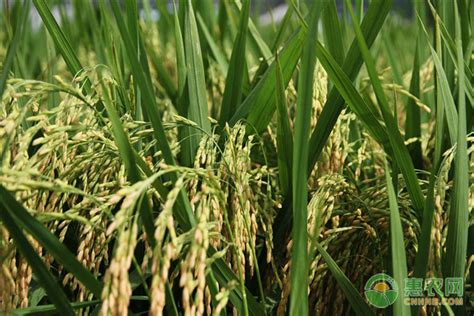 最佳水稻品种有哪些？哪些省份适合种植 - 运富春
