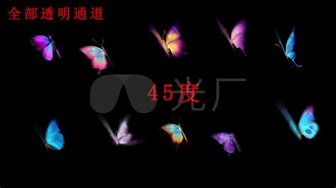 蝴蝶飞舞视频素材_实拍素材图片_视频图片_第5张_红动中国