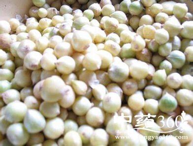 武汉优质农产品——舒安藠头：藠头与蒜头究竟有什么区别？_大蒜_中国_球茎
