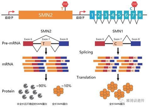 SMA诊断管理指南学习和产前筛查答疑-上海鉴研生物技术有限公司