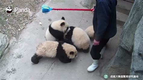 神奇熊猫-少儿-腾讯视频