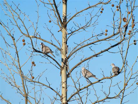 特写大八哥鸟栖息在背景上孤立的树枝上高清图片下载-正版图片506185886-摄图网