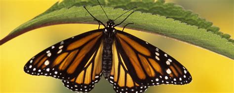 几十秒看蝴蝶的一生，从蛋到破茧成蝶的全过程！