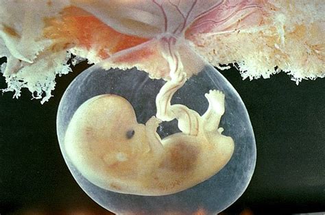别吃了！科学家证实胎盘是一种「废物」，吃胎盘不仅没有任何益处，反而可能对身体有害丨科学大发现- X-MOL资讯