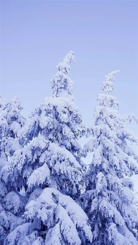 寒冷冬天冰雪松树H5背景设计模板素材